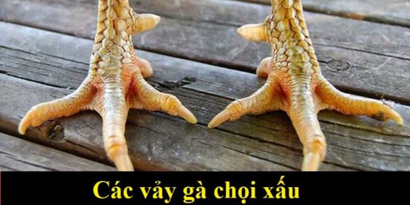 Vảy gà xấu hậu thiếu - 23 vảy gà xấu các sư kê nên tránh