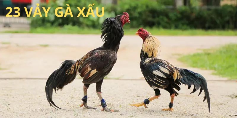 Tìm hiểu 23 vảy gà xấu